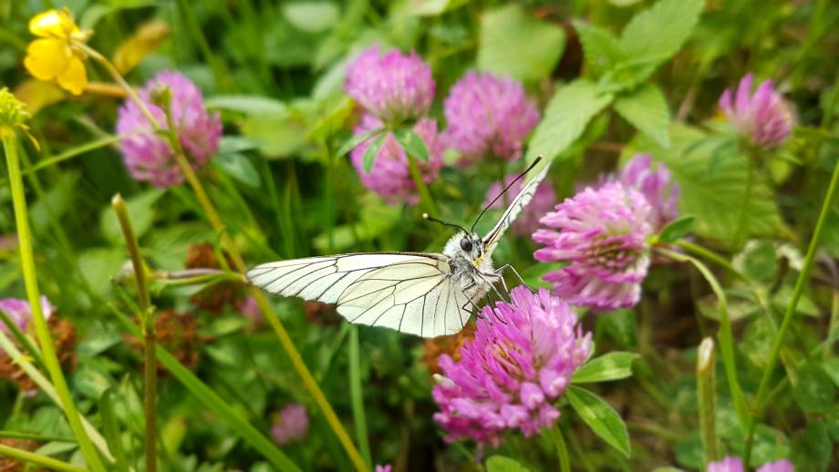 La biodiversité : une faune et une flore chéries à Praz, papillon - Marie-Anaïs Lien