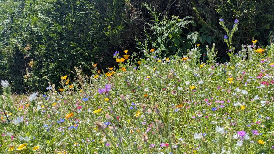 Jolie, cette jachère fleurie ! - Marie-Anaïs Lien