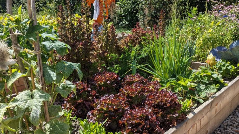 Merci à l'association des Jardins de Pratz pour entretenir ces beaux jardins partagés - Marie-Anaïs Lien