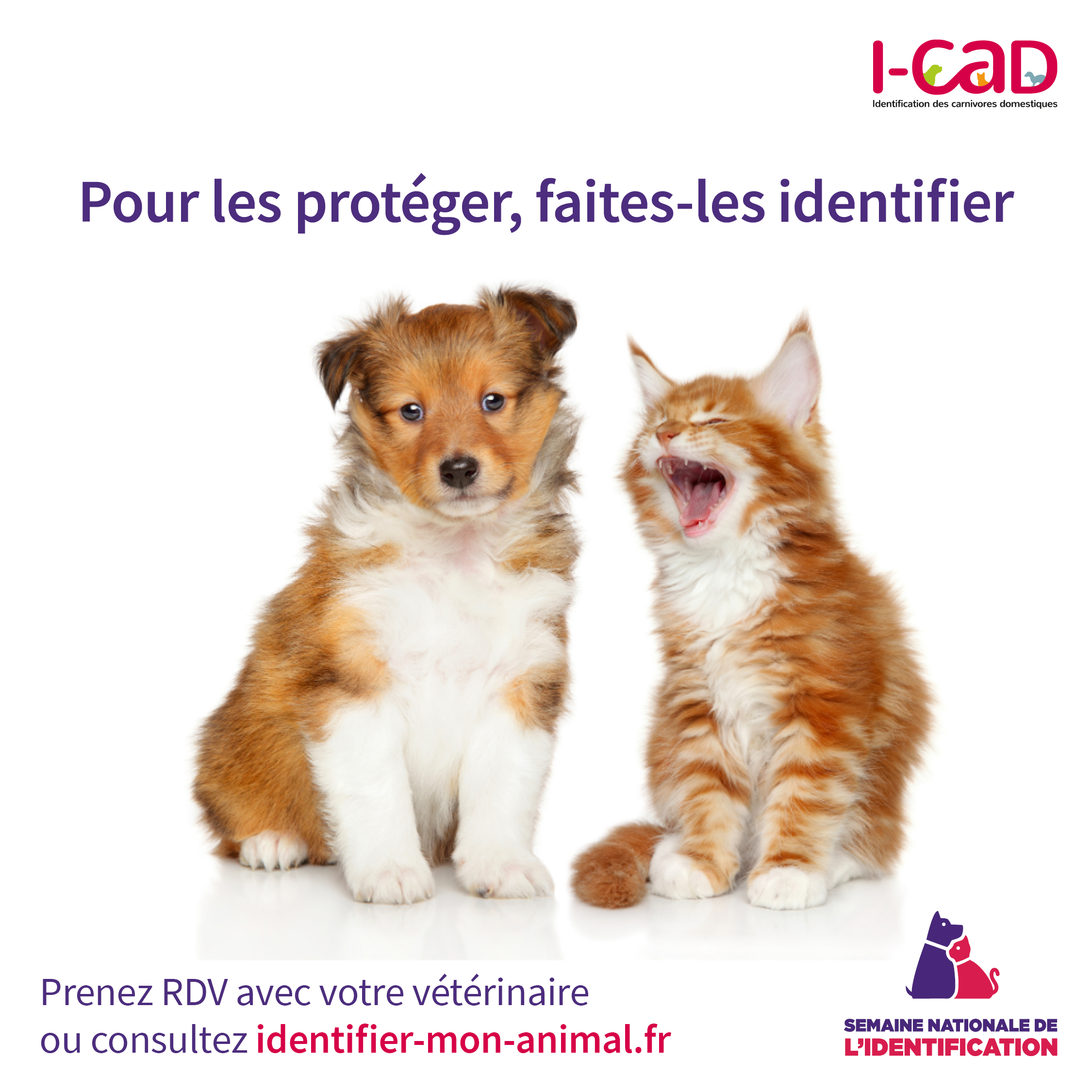 Identification des animaux domestiques