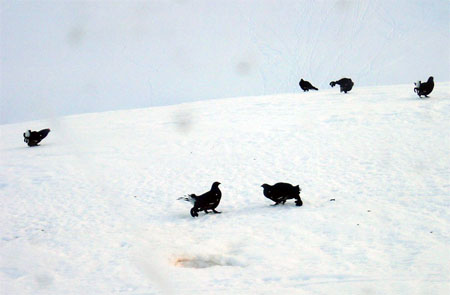 Combat de tétras-lyres mâles, le 18 mars 2012