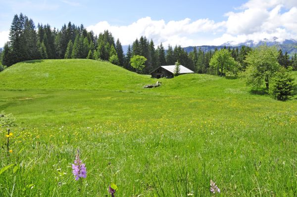 Zone humide/Chalet des Évettes - Gaël Joncour
