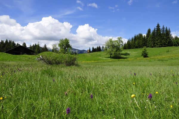 Chalet des Évettes en juin 2019