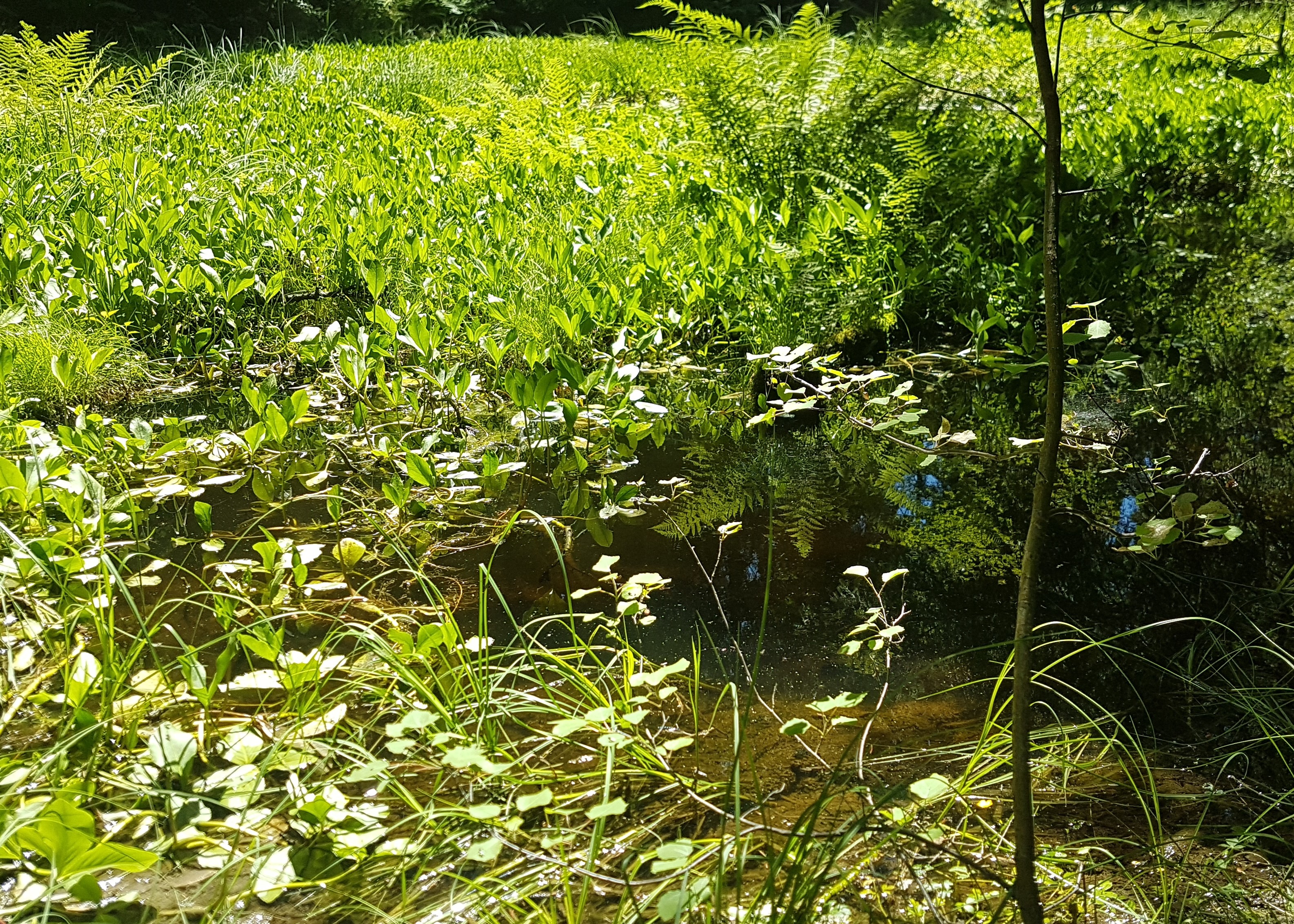Une zone humide de Praz : la gouille noire