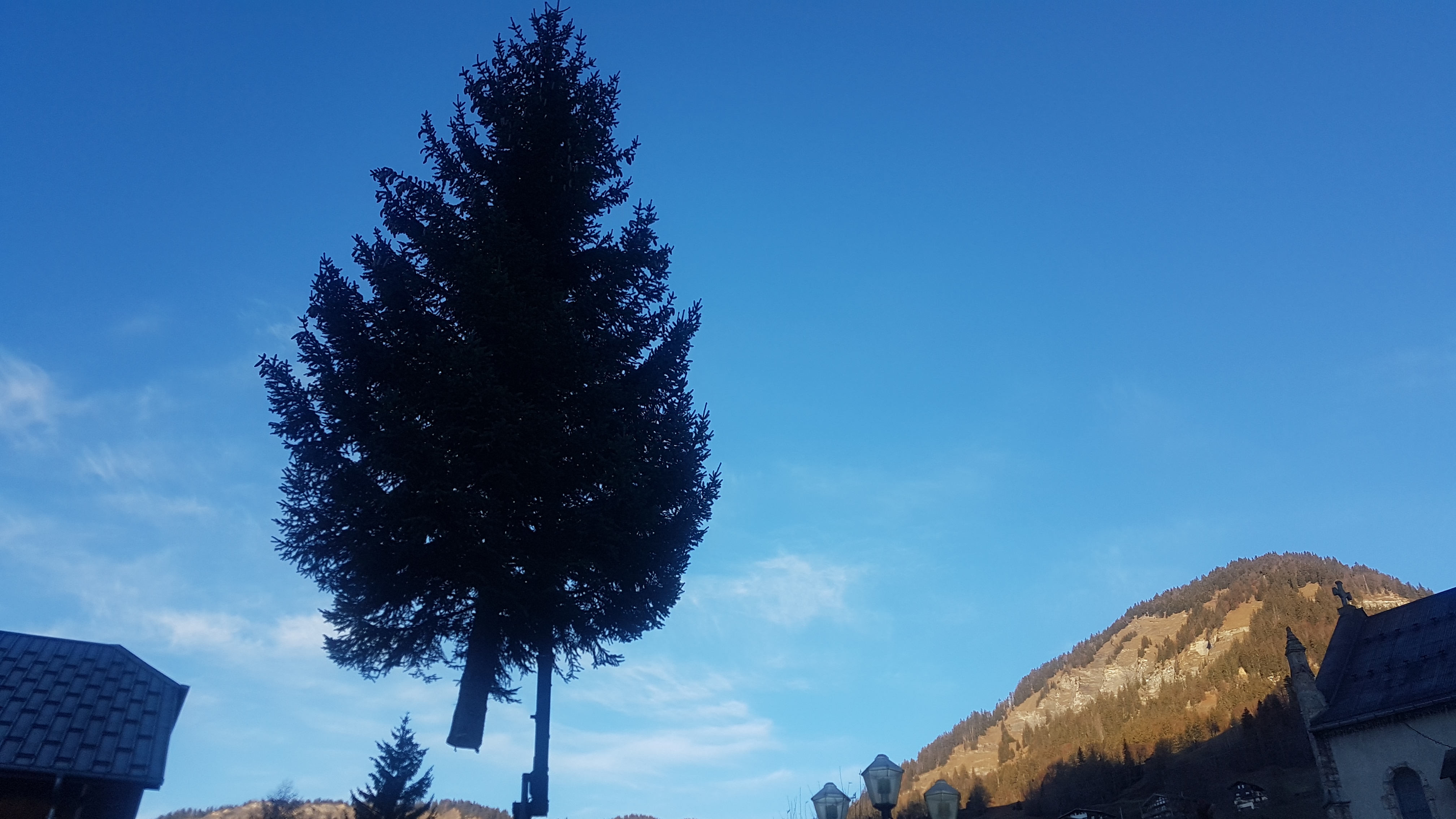 Sapin acheminé à son emplacement