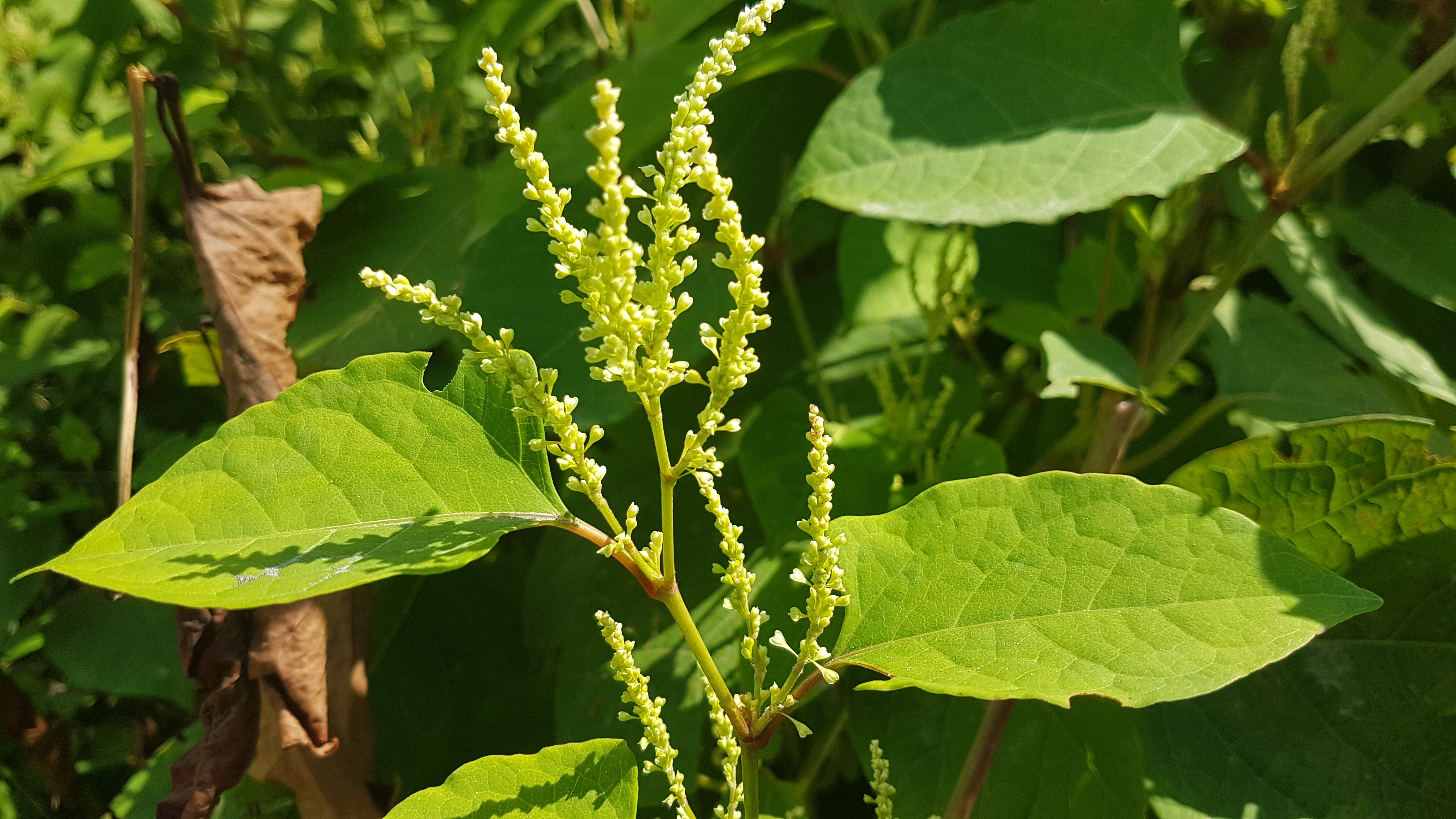 Renouée du Japon présente près du pont de l'Île