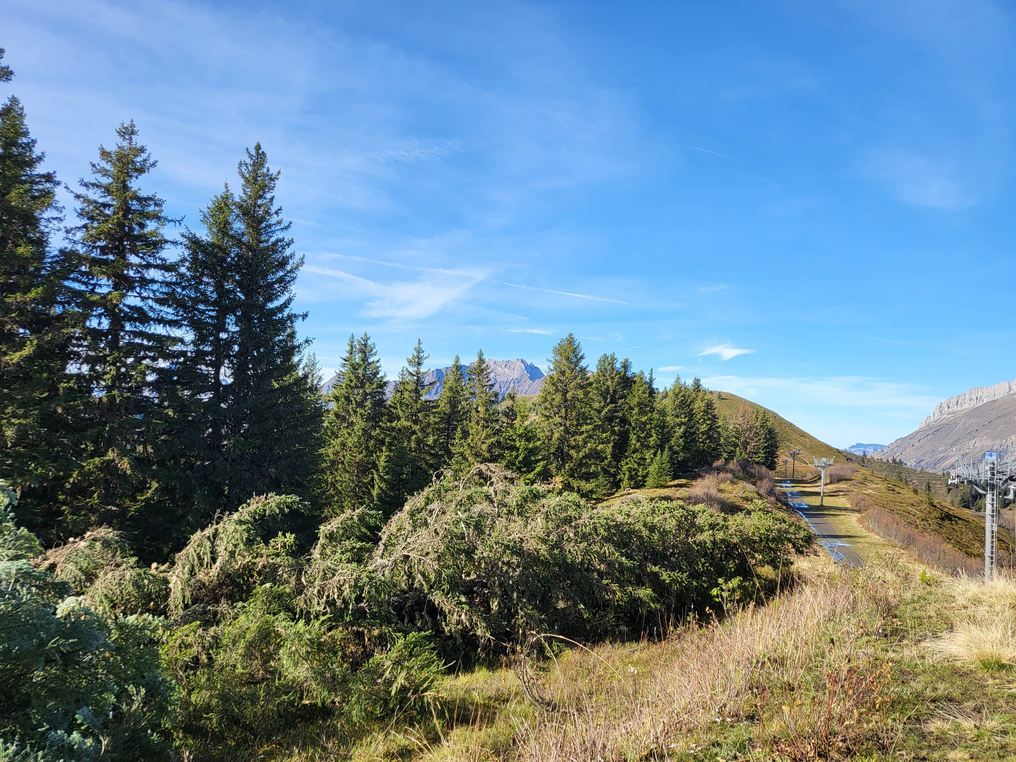 Arbre abattu en lisière, sur la crête en direction de la Tête du Torraz - Pierre Bessy