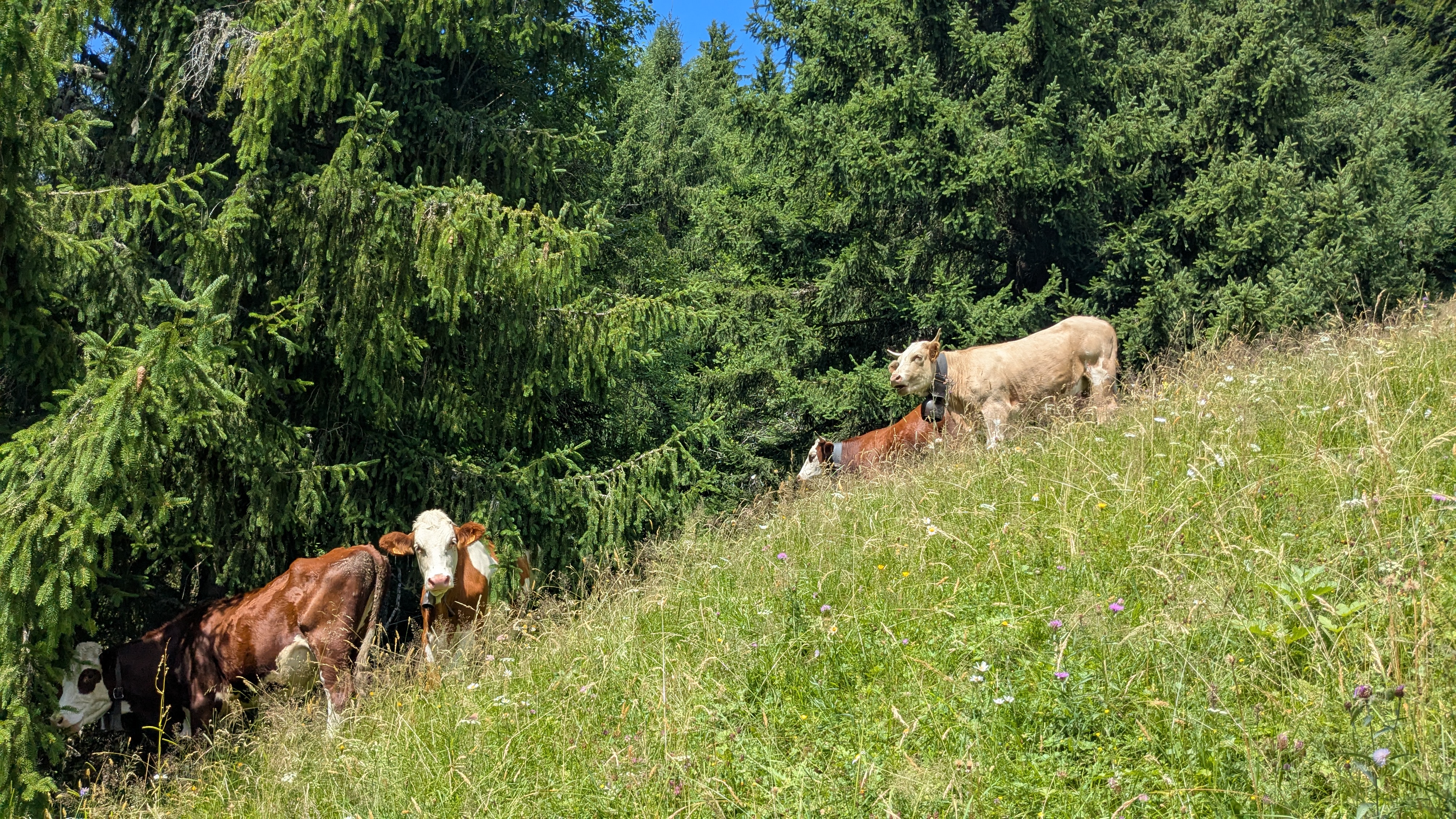 Vaches Abondance photographiées à Praz-sur-Arly sur le retour parking des Varins - Marie-Anaïs Lien