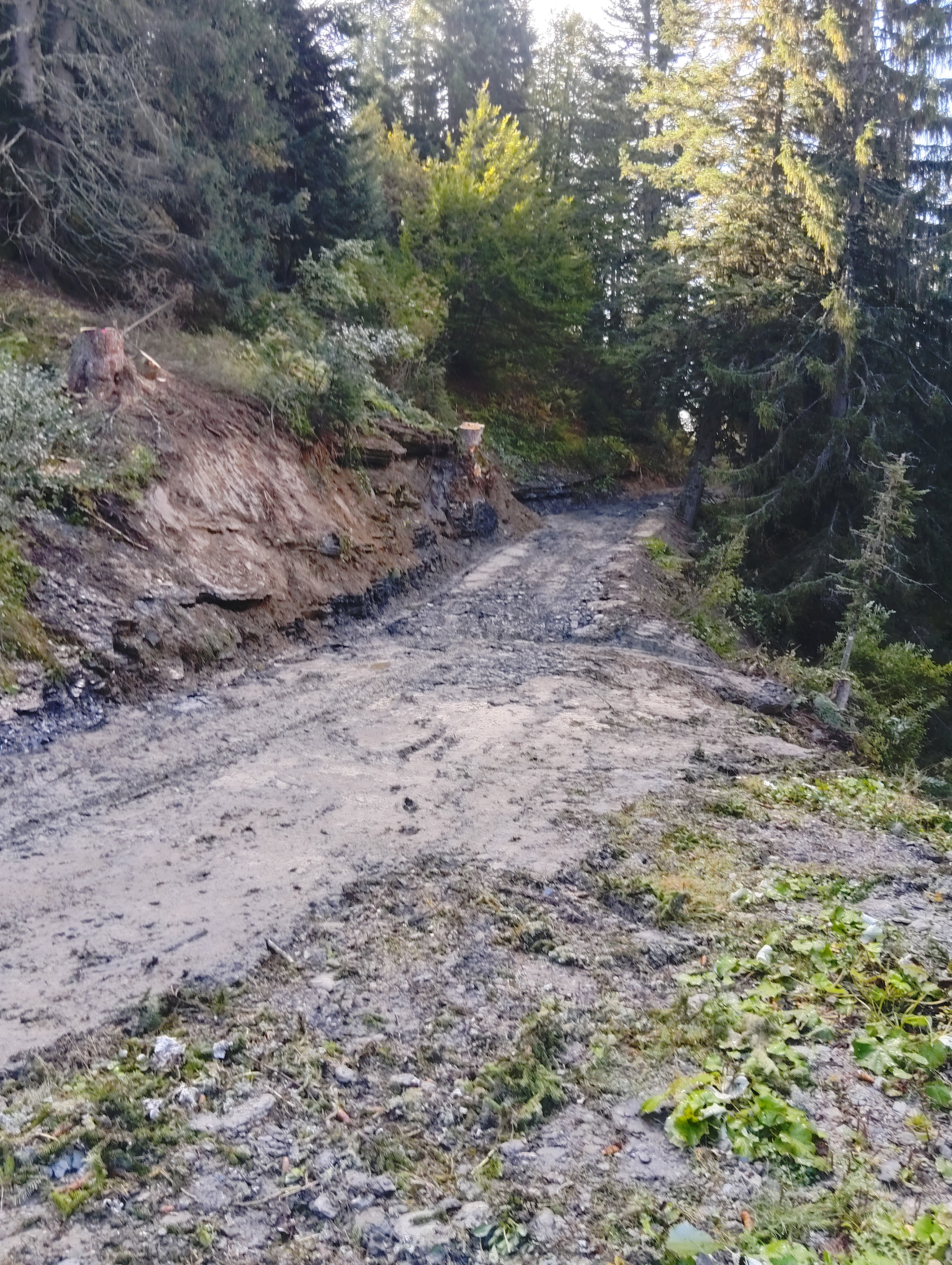 Reprise d'une portion de la piste forestière menant à la parcelle n°8 - Bertrand Delamarche