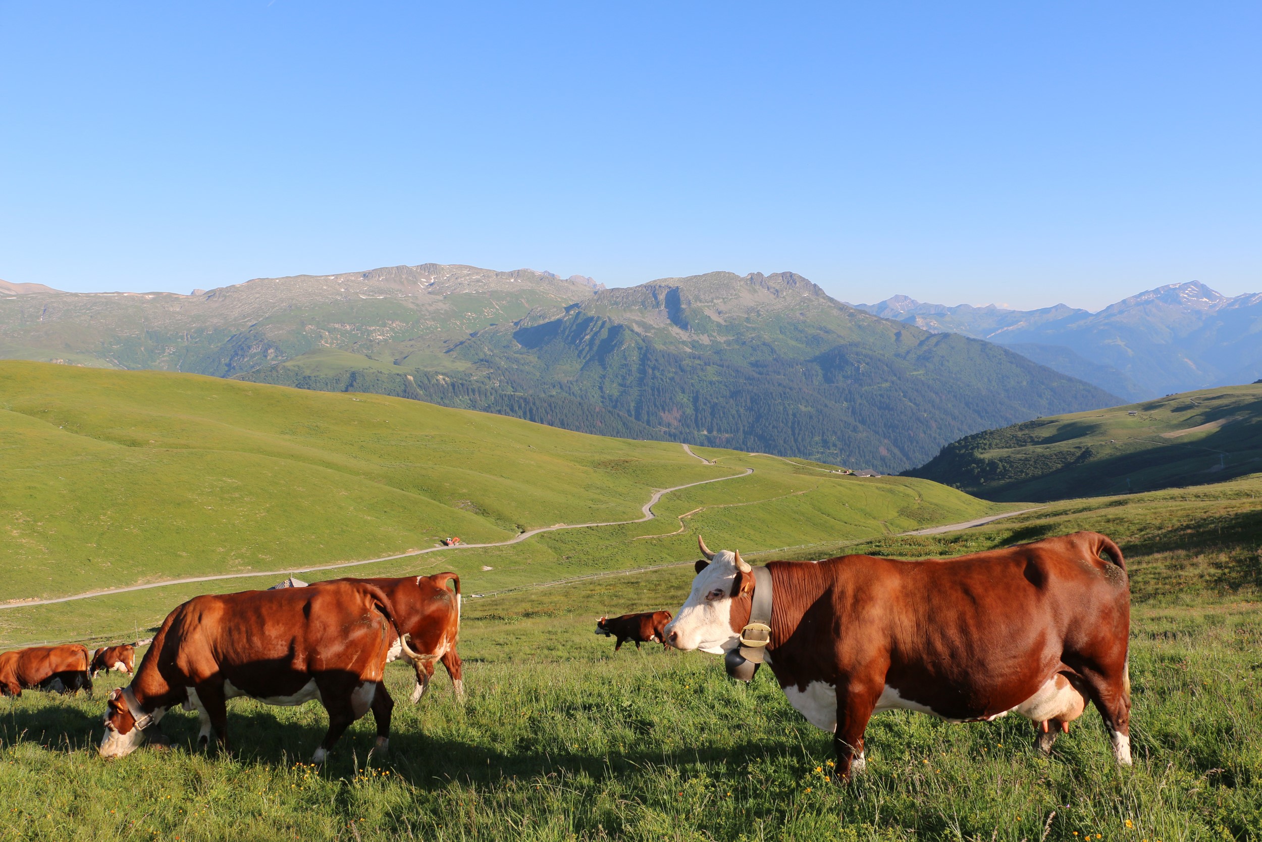 Vache du coin - Yann Jaccaz