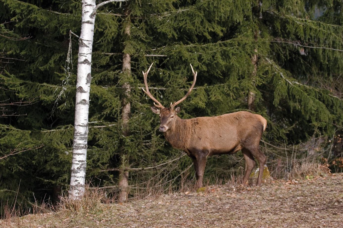 Cerf - Bernard Bellon