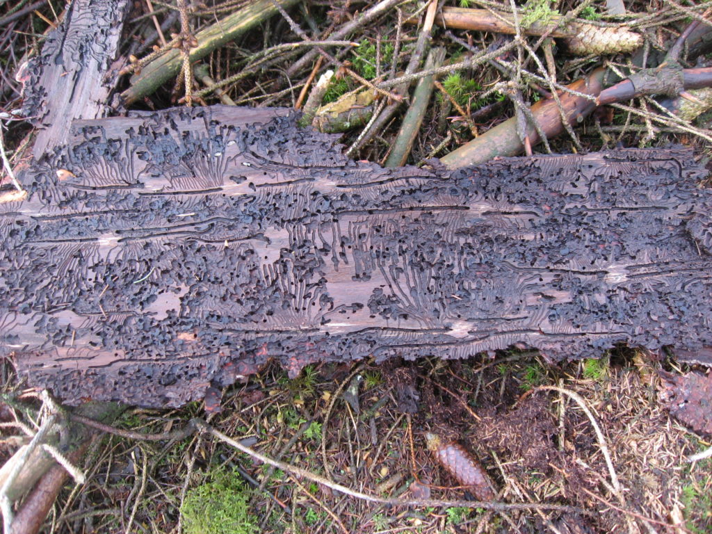 Galeries caractéristiques des typographes, creusées sous l’écorce © Parc naturel régional des Ardennes