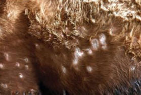 Lésions cutanées de 2 mois en voie de cicatrisation - JM Gourreau