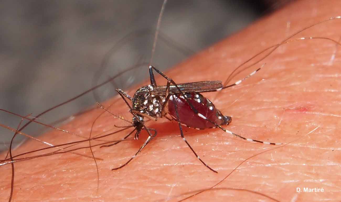 Moustique-tigre (Aedes albopictus) © D. Martiré/INPN