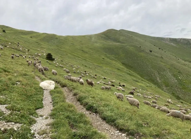 Les chiens de protection des troupeaux : les patous © Pasto Kezako