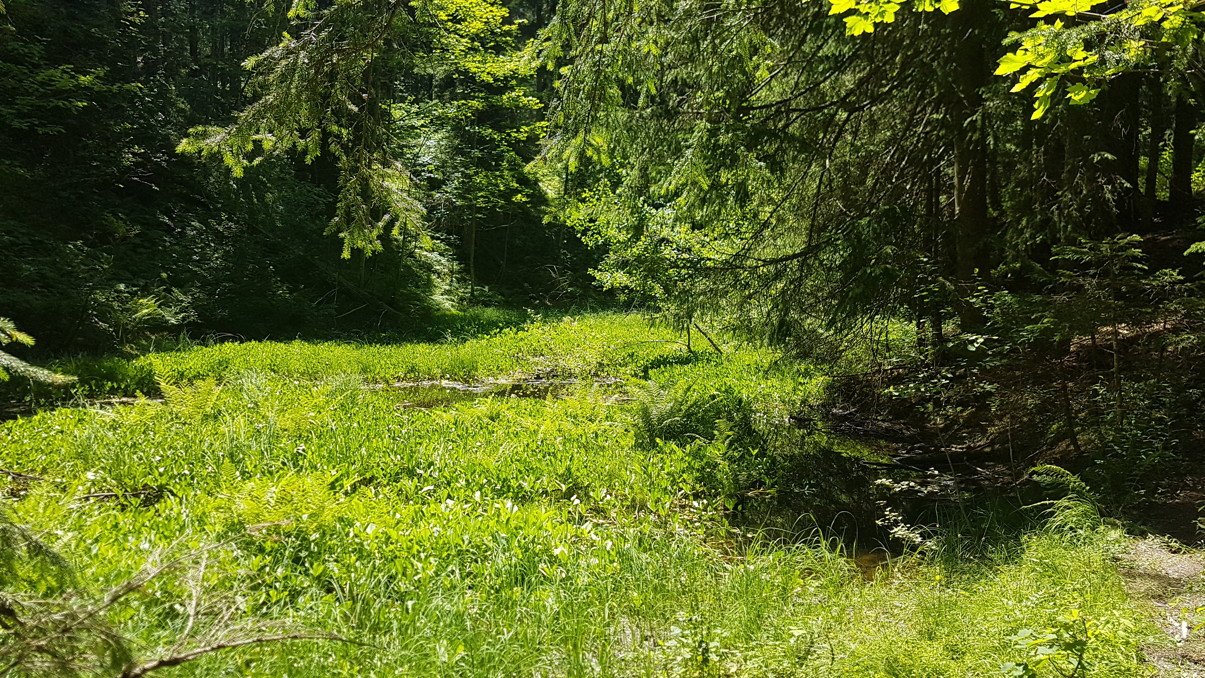 Gouille avant retrait d’une partie du radeau végétal © Marie-Anaïs Lien