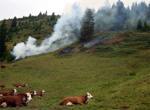Débroussaillage au Plan de l'Aar