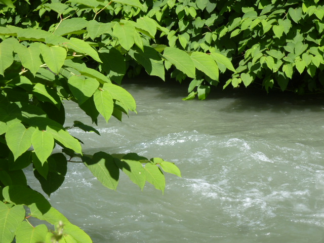 Renouée du Japon - Rivière Arly