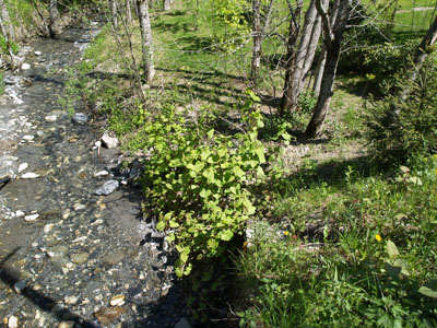 Ruisseau ou torrent de Praz-sur-Arly ? - photo récupérée sur ancien site Internet