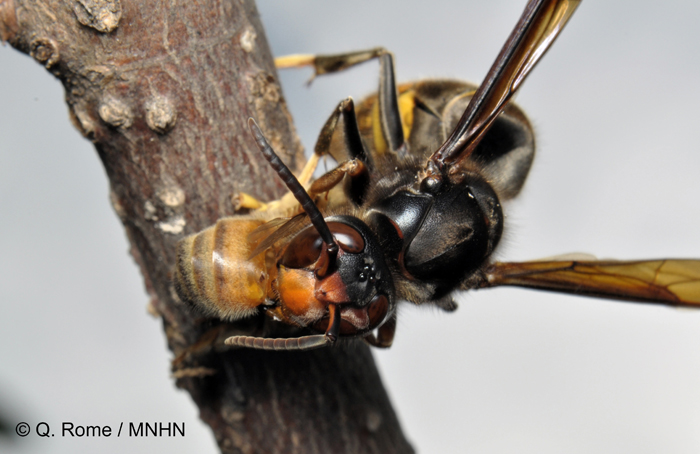 Frelon asiatique à pattes jaunes (Vespa velutina) dépeçant une abeille © Quentin Rome/MNHN