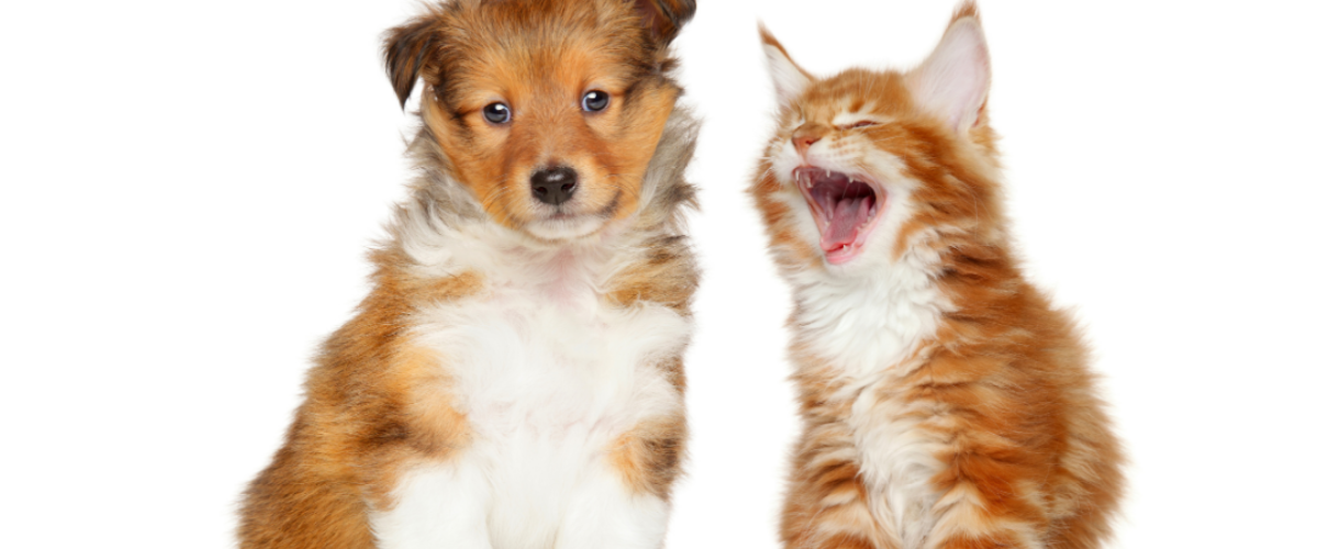 Identification des animaux domestiques