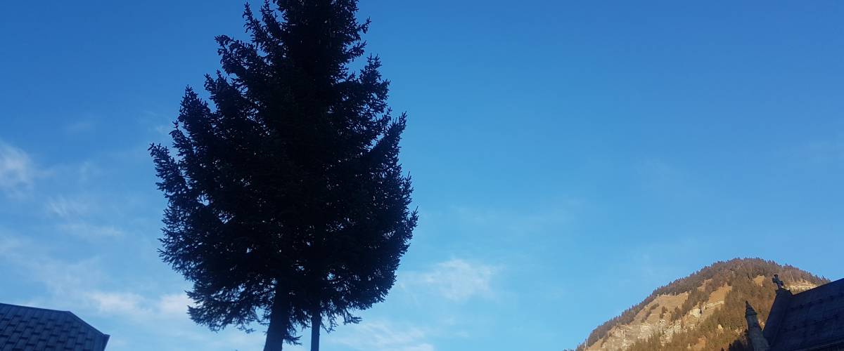 Sapin acheminé à son emplacement