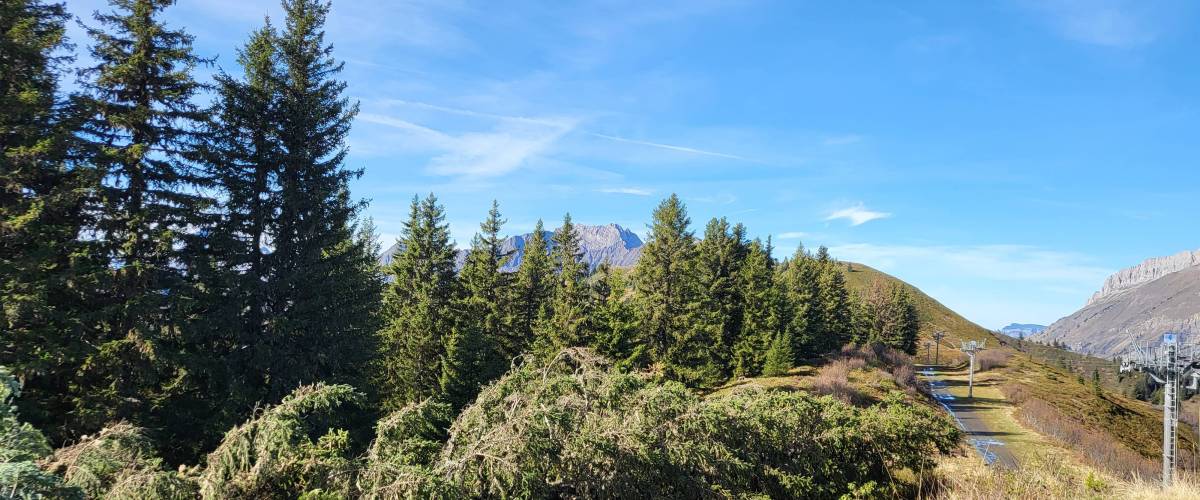 Arbre abattu en lisière, sur la crête en direction de la Tête du Torraz - Pierre Bessy