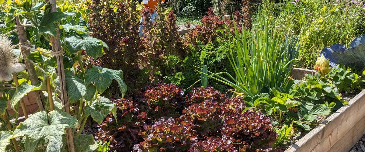   Jardins partagés de Praz, le 18 août 2023 - Marie-Anaïs Lien