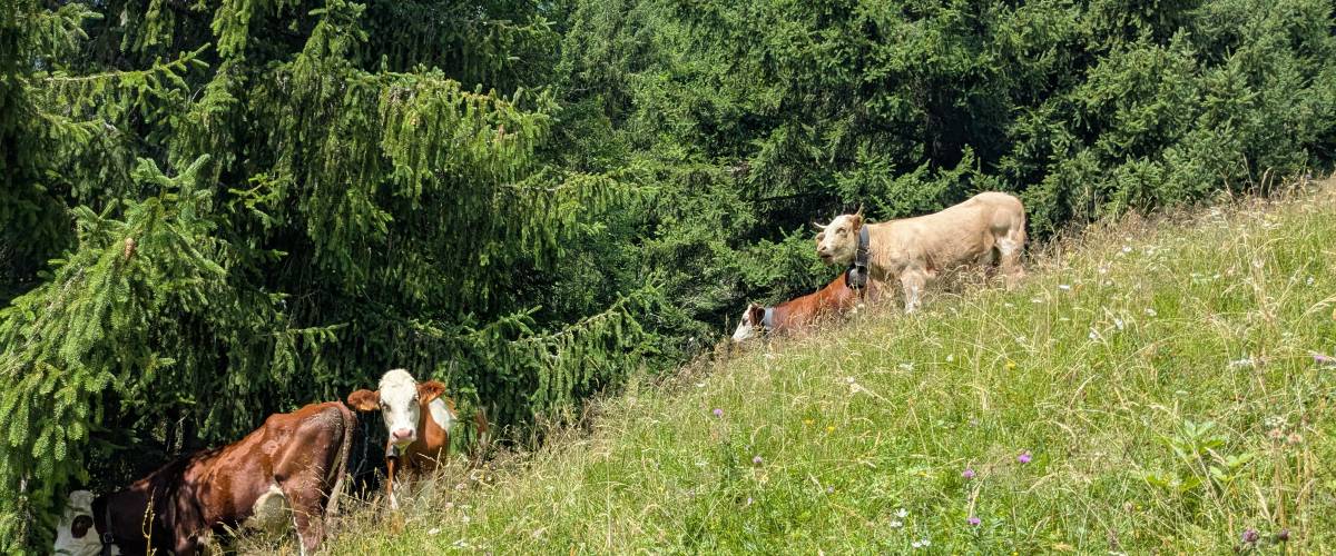 Vaches Abondance photographiées à Praz-sur-Arly sur le retour parking des Varins - Marie-Anaïs Lien