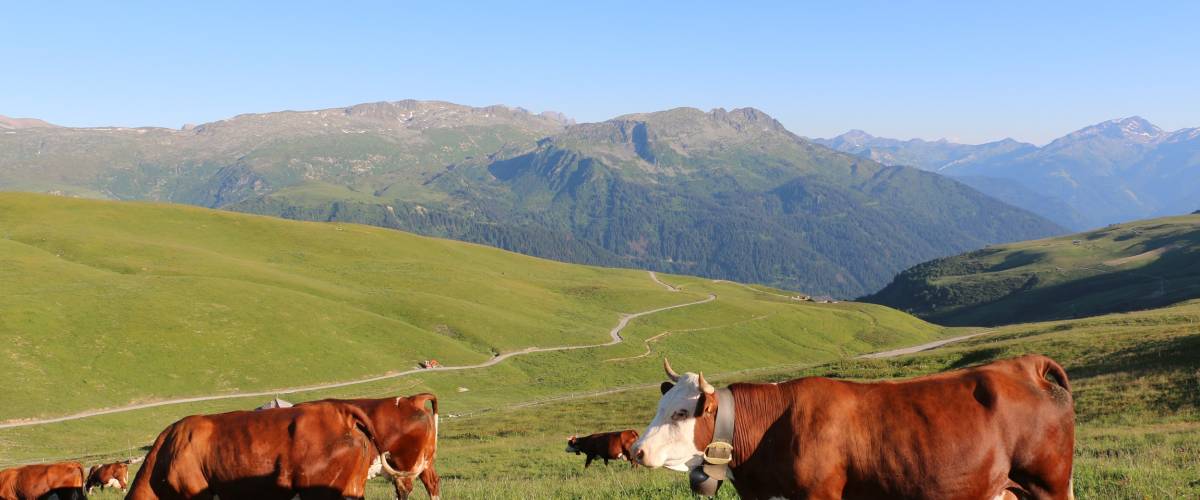 Vache du coin - Yann Jaccaz