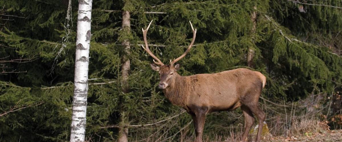 Cerf - Bernard Bellon