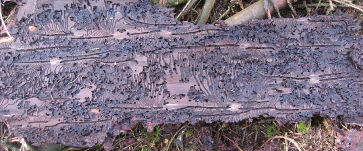 Galeries caractéristiques des typographes, creusées sous l’écorce © Parc naturel régional des Ardennes