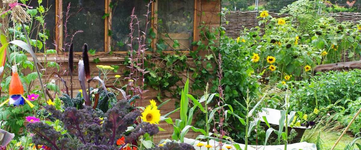 Un exemple de jardin partagé