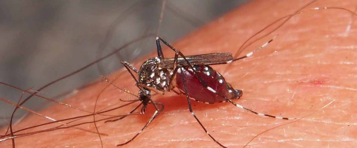 Moustique-tigre (Aedes albopictus) © D. Martiré/INPN