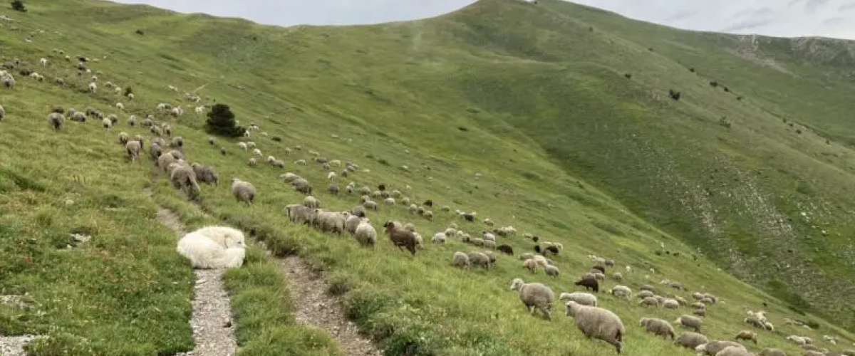 Les chiens de protection des troupeaux : les patous © Pasto Kezako