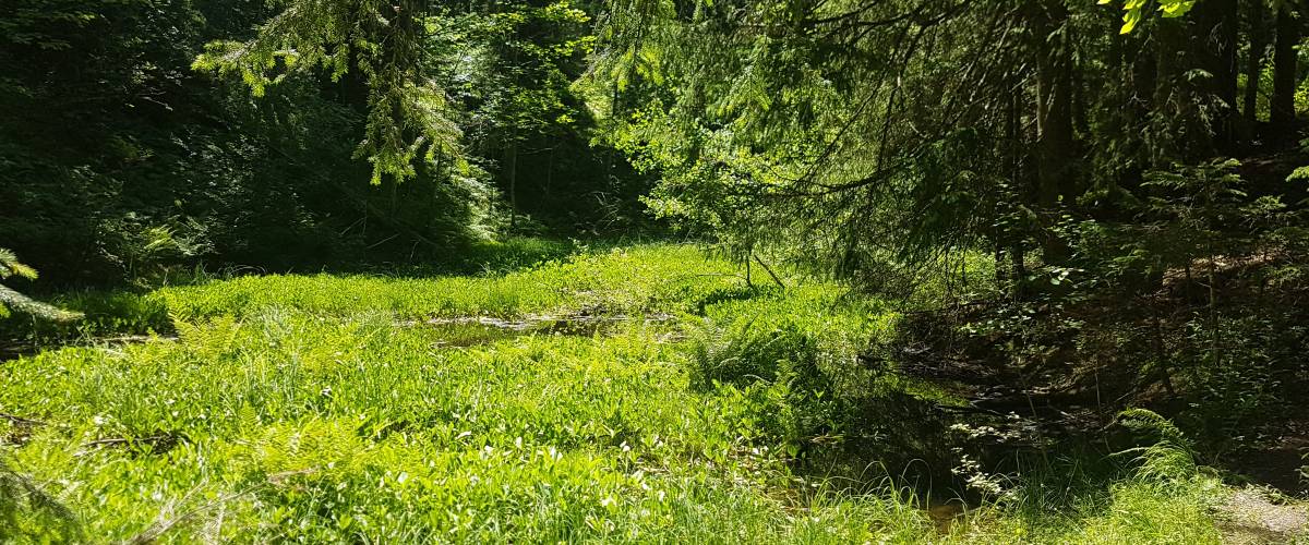 Gouille avant retrait d’une partie du radeau végétal © Marie-Anaïs Lien