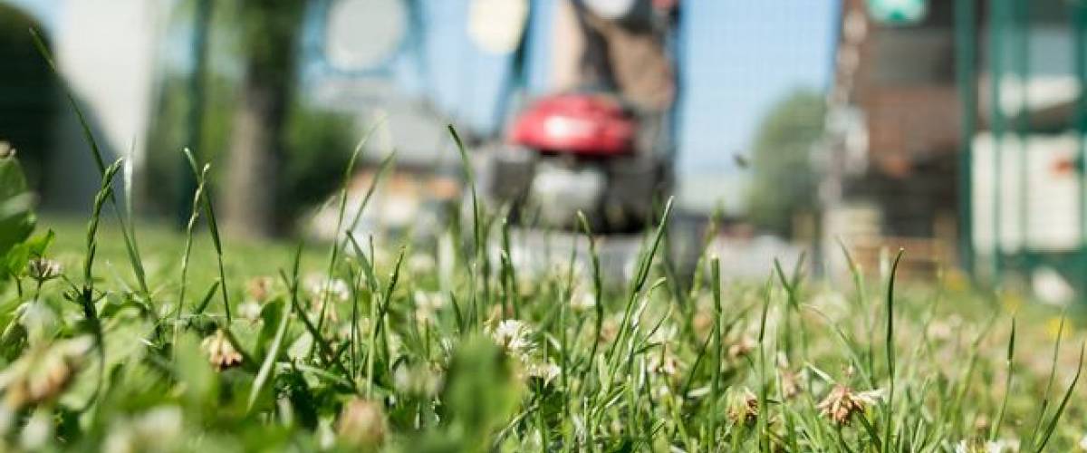Tonte effectuée par les Services Techniques
