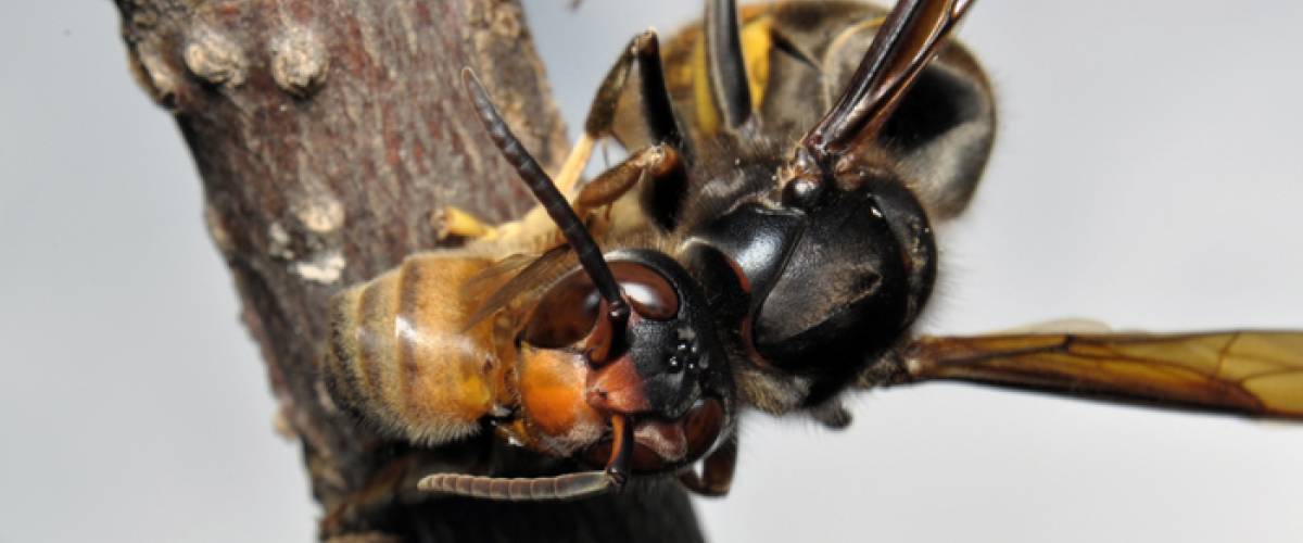 Frelon asiatique à pattes jaunes (Vespa velutina) dépeçant une abeille © Quentin Rome/MNHN