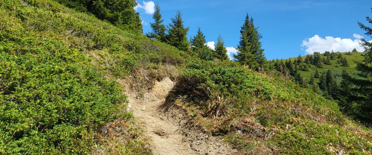 Le sentier menant au Col de Vorès retrouve sa jeunesse.
