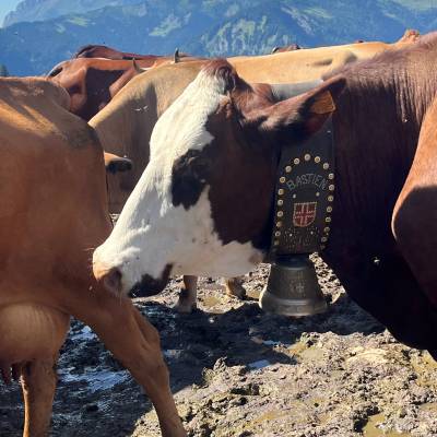 Assises Européennes de la Montagne  organisées du 30 juin au 2 juillet 2026 - ?
