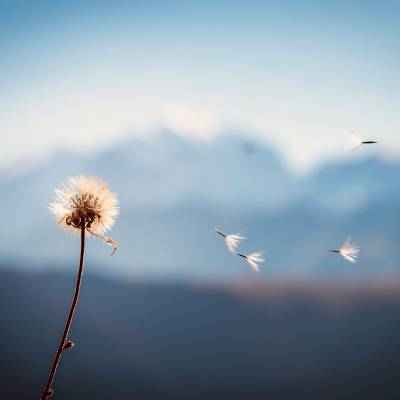 Visuel d'Arlyca Montana pour le projet de Festival des plantes de montagne