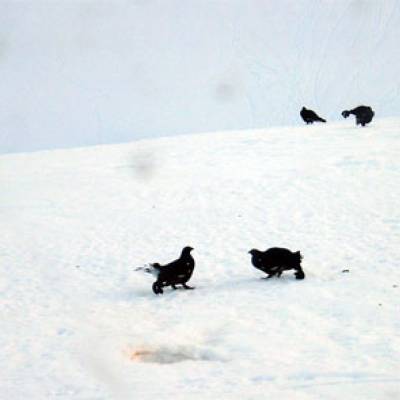 Combat de tétras-lyres mâles, le 18 mars 2012