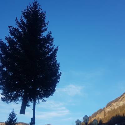 Sapin acheminé à son emplacement