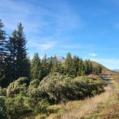Arbre abattu en lisière, sur la crête en direction de la Tête du Torraz - Pierre Bessy