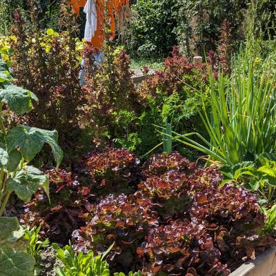 Jardins partagés de Praz, le 18 août 2023 - Marie-Anaïs Lien