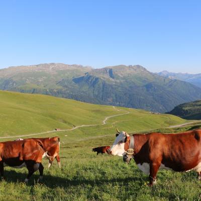 Vache du coin - Yann Jaccaz