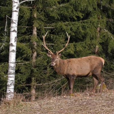 Cerf - Bernard Bellon