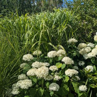 Concours des maisons fleuries 2025, catégorie « Copropriétés » - Marie-Anaïs Lien