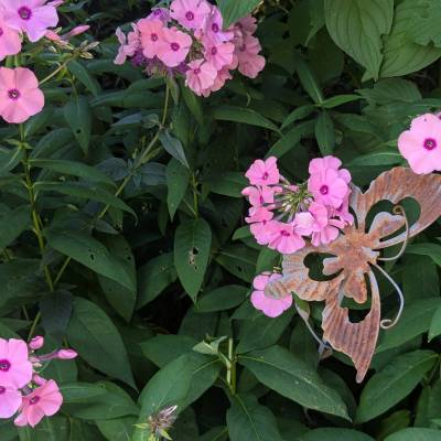 Concours des maisons fleuries 2025, catégorie « Copropriétés » - Marie-Anaïs Lien