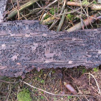 Galeries caractéristiques des typographes, creusées sous l’écorce © Parc naturel régional des Ardennes